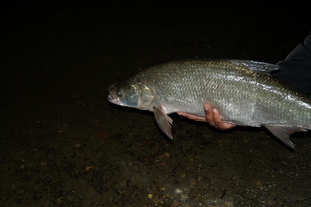personal-best-asp