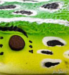molix frog leopard colour